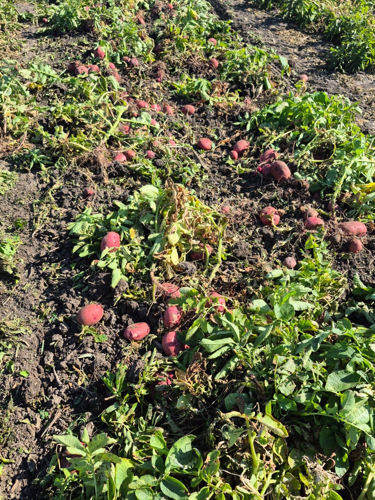 BCFSCC — community